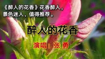 花香在线观看,在线体验花艺之美